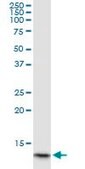 Monoclonal Anti-HBA1 antibody produced in mouse clone 4F9, purified immunoglobulin, buffered aqueous solution