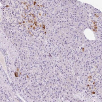 Anti-LPAR4 antibody produced in rabbit Prestige Antibodies&#174; Powered by Atlas Antibodies, affinity isolated antibody, buffered aqueous glycerol solution