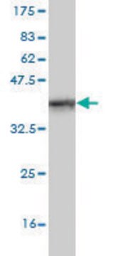 Monoclonal Anti-Siglec-8 antibody produced in mouse clone 3H1, purified immunoglobulin, buffered aqueous solution
