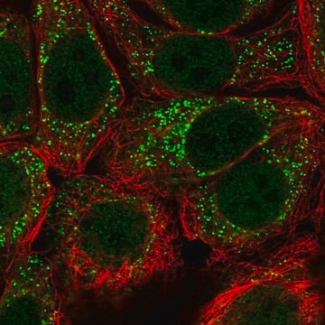 Anti-URM1 antibody produced in rabbit Prestige Antibodies&#174; Powered by Atlas Antibodies, affinity isolated antibody