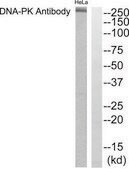 Anti-DNA-PK antibody produced in rabbit affinity isolated antibody