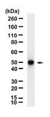 Anti-CD261/DR4 Antibody, clone 1B7 ZooMAb&#174; Rabbit Monoclonal recombinant, expressed in HEK 293 cells