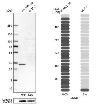 Anti-SDCBP antibody produced in rabbit Prestige Antibodies&#174; Powered by Atlas Antibodies, affinity isolated antibody, buffered aqueous glycerol solution