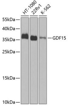 Anti-GDF15 antibody produced in rabbit