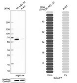 Anti-SLAMF7 antibody produced in rabbit Prestige Antibodies&#174; Powered by Atlas Antibodies, affinity isolated antibody, buffered aqueous glycerol solution
