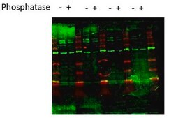 Anti-phospho-eNOS (Ser602) from rabbit