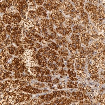 Anti-C7 antibody produced in rabbit Prestige Antibodies&#174; Powered by Atlas Antibodies, affinity isolated antibody, buffered aqueous glycerol solution