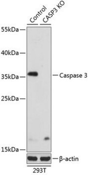 Anti-Caspase antibody produced in rabbit