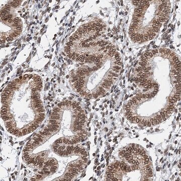 Anti-ZC3H13 antibody produced in rabbit Prestige Antibodies&#174; Powered by Atlas Antibodies, affinity isolated antibody, buffered aqueous glycerol solution