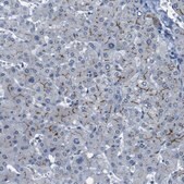 Anti-CDHR2 antibody produced in rabbit Prestige Antibodies&#174; Powered by Atlas Antibodies, affinity isolated antibody, buffered aqueous glycerol solution