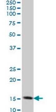 Anti-TOMM20 Mouse mAb (4F3) liquid, clone 4F3, Calbiochem&#174;