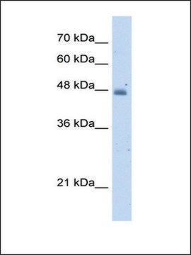 Anti-KYNU (AB2) antibody produced in rabbit IgG fraction of antiserum