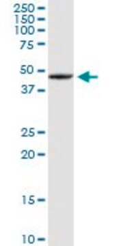 Anti-SOHLH2 antibody produced in rabbit purified immunoglobulin, buffered aqueous solution