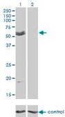 Monoclonal Anti-MYOC antibody produced in mouse clone 4F8, purified immunoglobulin, buffered aqueous solution