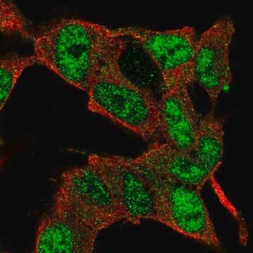 Anti-E2F3 antibody produced in rabbit Prestige Antibodies&#174; Powered by Atlas Antibodies, affinity isolated antibody