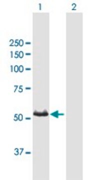 Anti-CYP3A7 antibody produced in mouse purified immunoglobulin, buffered aqueous solution