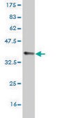 Monoclonal Anti-SCN8A antibody produced in mouse clone 4G7, purified immunoglobulin, buffered aqueous solution