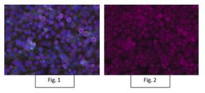 Anti-Integrin &#946;1, activated, clone HUTS-4, Alexa Fluor&#8482; 647 Conjugate clone HUTS-4, from mouse, ALEXA FLUOR&#8482; 647