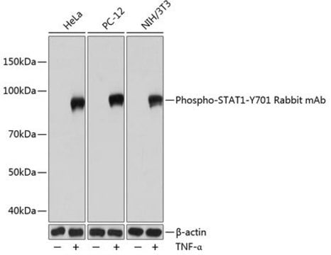 Anti-Phospho-STAT1-Y701 antibody produced in rabbit