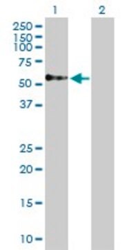 Anti-TOM1 antibody produced in rabbit purified immunoglobulin, buffered aqueous solution