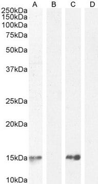 Anti-Parvalbumin antibody produced in goat affinity isolated antibody, buffered aqueous solution