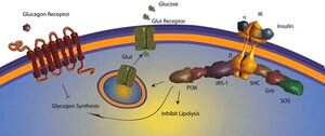 Insulin human &#8805;95% (HPLC), semisynthetic, powder, non-sterile