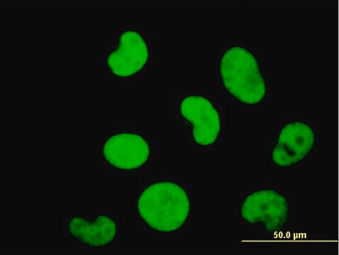 ANTI-ZNF207 antibody produced in mouse clone 6H8, purified immunoglobulin, buffered aqueous solution