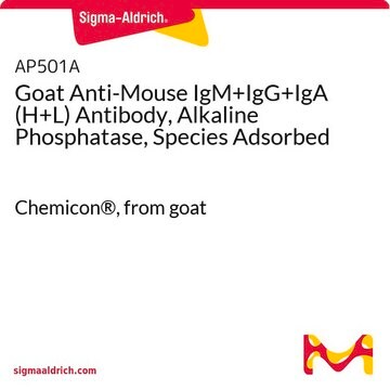 Goat Anti-Mouse IgM+IgG+IgA (H+L) Antibody, Alkaline Phosphatase, Species Adsorbed Chemicon&#174;, from goat