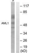 Anti-AML1 antibody produced in rabbit affinity isolated antibody