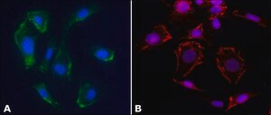 Monoclonal Anti-Caveolin-1 antibody produced in mouse clone CAV1, tissue culture supernatant