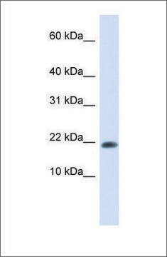 Anti-GABARAPL2 affinity isolated antibody