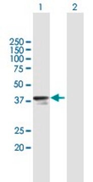 Anti-RNF41 antibody produced in mouse purified immunoglobulin, buffered aqueous solution