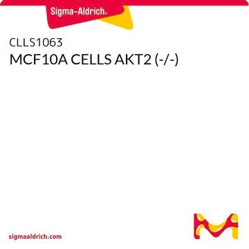 MCF10A CELLS AKT2 (-/-)