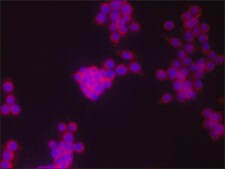Anti-COX2 antibody produced in rabbit ~1.0&#160;mg/mL, affinity isolated antibody