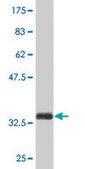 Monoclonal Anti-SLC22A12 antibody produced in mouse clone 2B5, purified immunoglobulin, buffered aqueous solution