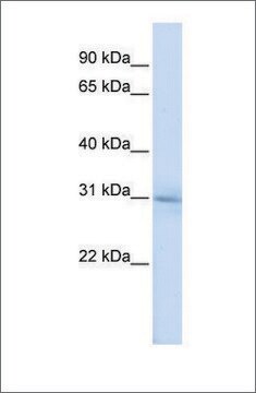 Anti-METTL5 antibody produced in rabbit affinity isolated antibody