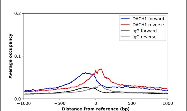 Anti-DACH1 antibody produced in rabbit Prestige Antibodies&#174; Powered by Atlas Antibodies, affinity isolated antibody, buffered aqueous glycerol solution