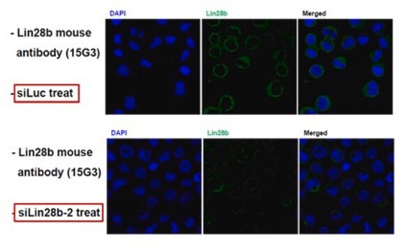 Anti-Lin-28B, clone 15G3 Antibody clone 15G3, from mouse