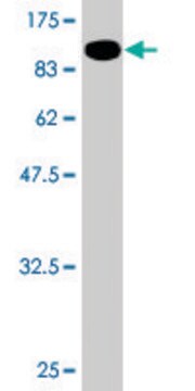 Monoclonal Anti-MLLT3 antibody produced in mouse clone 3C11, purified immunoglobulin, buffered aqueous solution