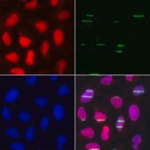 Anti-POLE3 antibody produced in rabbit
