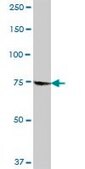Anti-GMPS antibody produced in mouse purified immunoglobulin, buffered aqueous solution