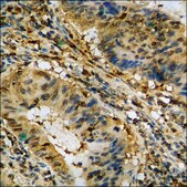 Anti-phospho-MEK2 (pThr394) antibody produced in rabbit affinity isolated antibody