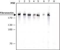 Anti-Fibronectin antibody, Mouse monoclonal clone FN-15, purified from hybridoma cell culture