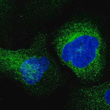 Anti-ESAM antibody produced in rabbit Prestige Antibodies&#174; Powered by Atlas Antibodies, affinity isolated antibody