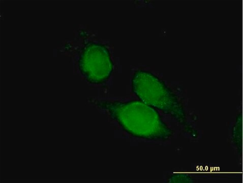 ANTI-NCK1 antibody produced in mouse purified immunoglobulin, buffered aqueous solution