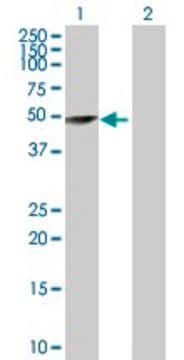 Anti-TRIM62 antibody produced in rabbit purified immunoglobulin, buffered aqueous solution