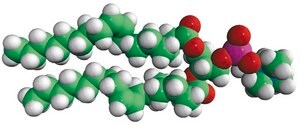 18:1 (&#916;9-Cis) PC (DOPC) Avanti Research&#8482; - A Croda Brand