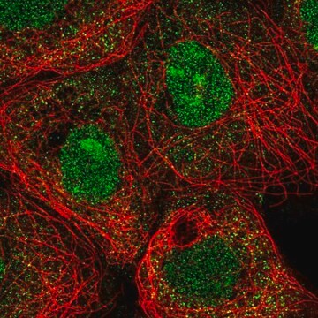 Anti-MXI1 antibody produced in rabbit Prestige Antibodies&#174; Powered by Atlas Antibodies, affinity isolated antibody