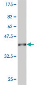 ANTI-SYN1 antibody produced in mouse clone 1D10, purified immunoglobulin, buffered aqueous solution