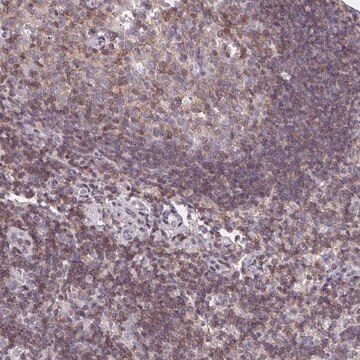 Anti-AP5M1 antibody produced in rabbit Prestige Antibodies&#174; Powered by Atlas Antibodies, affinity isolated antibody, buffered aqueous glycerol solution